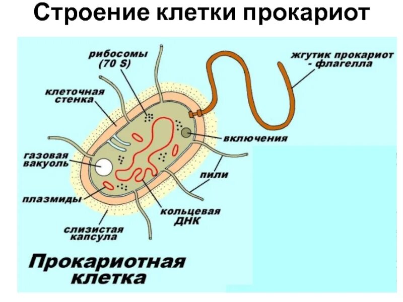 Эукариоты кишечная палочка. Строение бактериальной клетки прокариот. Схема строения клетки прокариот бактерии. Строение бактерии прокариот. Схема строения прокариотической клетки бактерии.