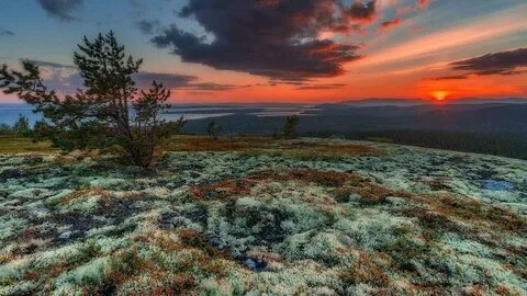 В тундре есть лето