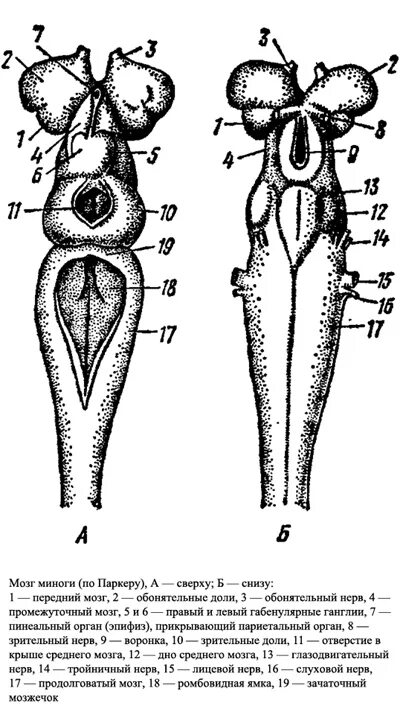 Мозг хрящевых рыб. Схема строения головного мозга миноги. Строение головного мозга круглоротых. Головной мозг миноги вид сверху и снизу. Нервная система миноги.