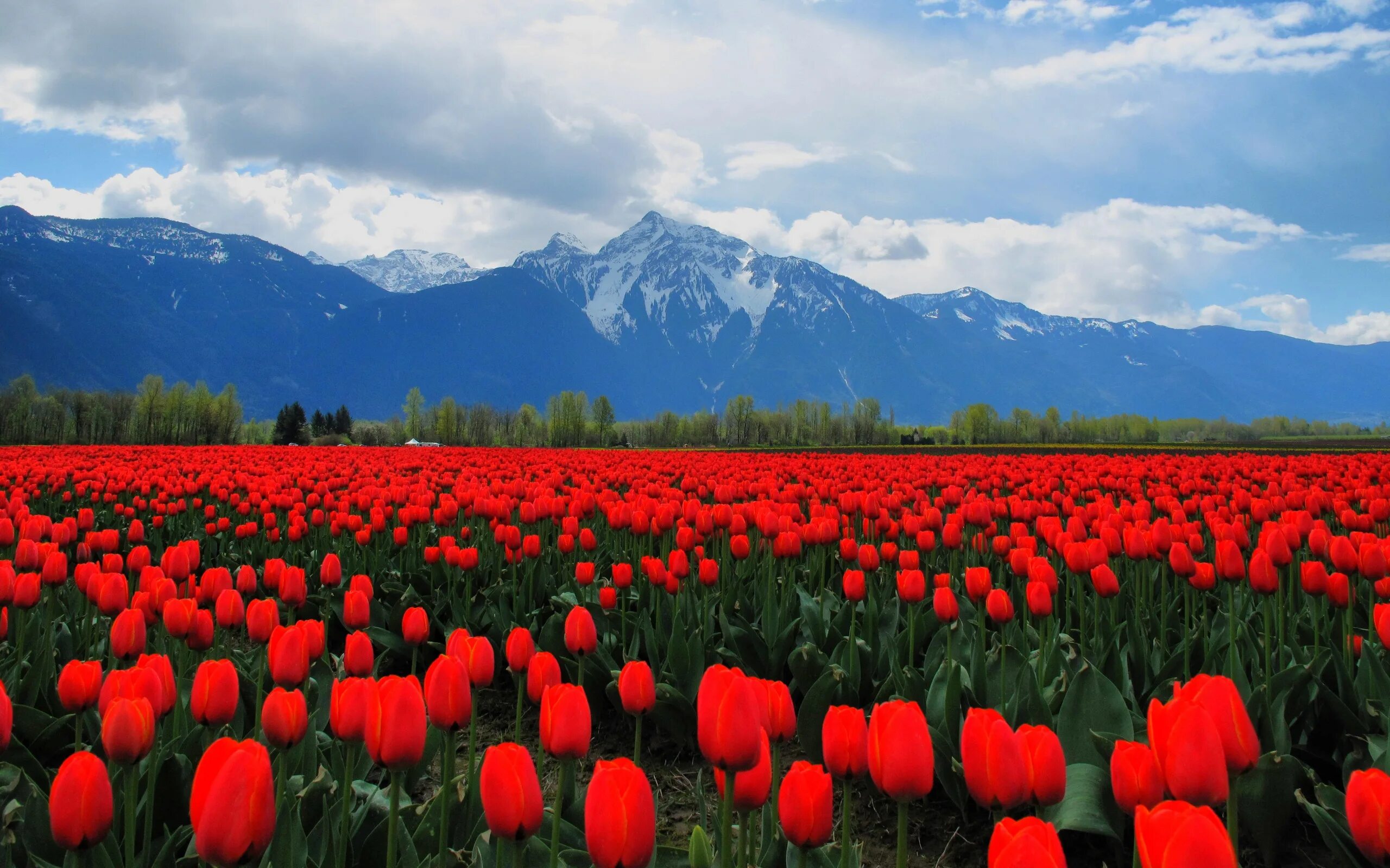 Доступен в цветах. Долина тюльпанов Киргизия. Тянь-Шань тюльпаны. Тюльпановое поле в Кыргызстан. Тюльпаны Тянь Шаня.