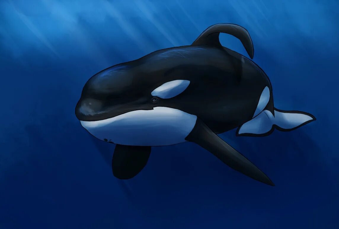 Orca касатка. Алиса касатка. Касатка и дельфин. Касатка в океане. Кейко кит.