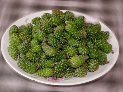 Шишки сосны лечебные