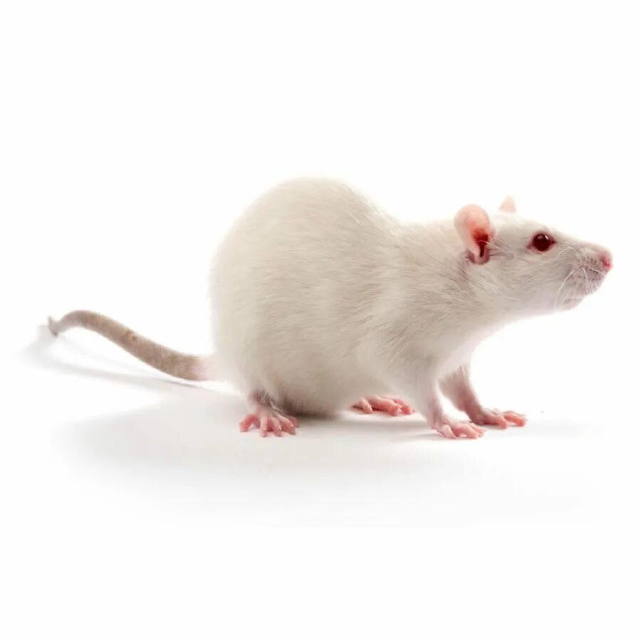 Экспериментальная мышь. Крысы линии Вистар. Лабораторные крысы линии Wistar. Крысы-самцы линии Wistar. Крыса породы Wistar.