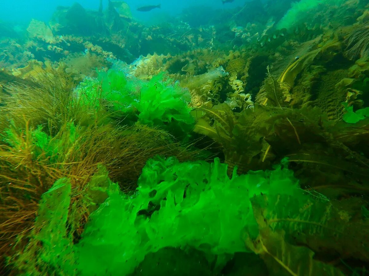 Водоросли осуществляют. Зеленые водоросли Ульва. Ульва латук. Ламинария – морская капуста) Ульва. Ульва черное море.