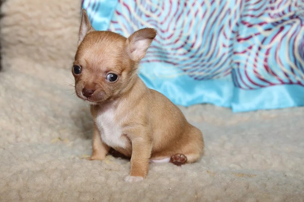 Чихуахуа в вичуге. Питомник собак чихуахуа. Питомник адамант. Тайский чихуахуа. Питомник собак чихуахуа.