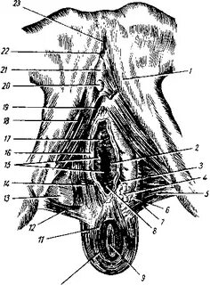 Интернеттегі фильмдердегі секс бағасы