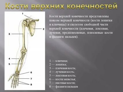 Верхние конечности анатомия