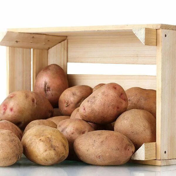 какая картошка для хранения. ящик для хранения картофеля. бин для картофеля. хранение картофеля в погребе. какая картошка для хранения.