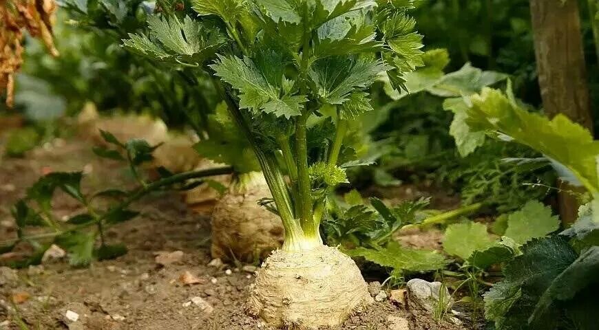 Сельдерей посадка и уход. Сельдерей Apium graveolens. Сельдерей пахучий Apium graveolens. Сельдерей корневой Балена f1. Сельдерей пахучий корень.