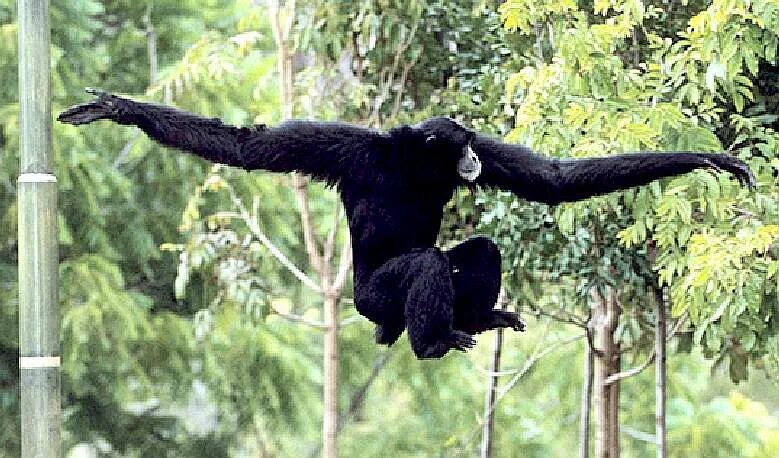 Long monkey. обезьяна паук. носач орангутанг. смешные обезьянки. Long monkey.