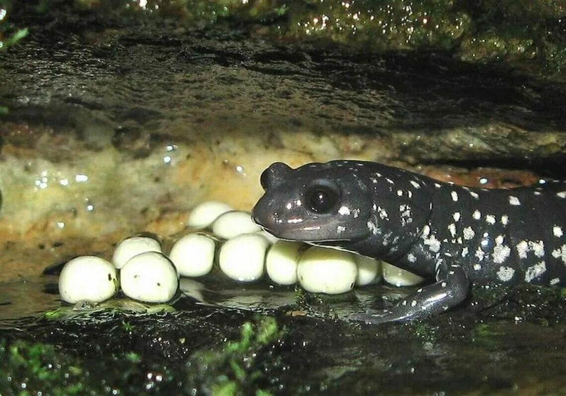 оплодотворение тритона обыкновенного. гребенчатый тритон стадия личинки. жизненный цикл тритона гребенчатого. обыкновенный тритон стадия личинки. икра испанского тритона.