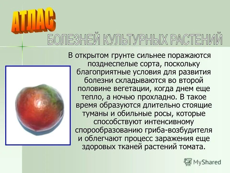 массовые заболевания культурных растений называются. эпидемии эпизоотии эпифитотии причины. массовые заболевания растений. чрезвычайные ситуации в биосфере. массовые заболевания культурных растений называются.