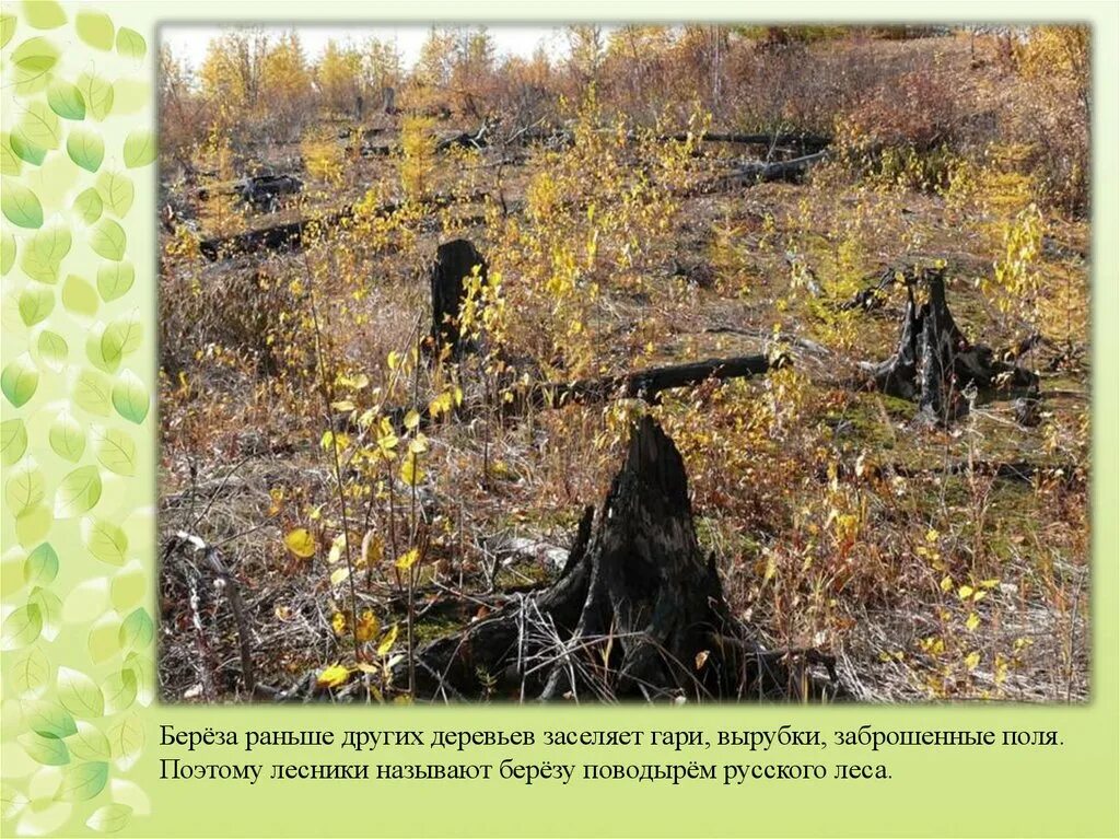 Лес толковый словарь. Напочвенный покров. березка раньше. изучение напочвенного покрова в лесу. горелая береза.