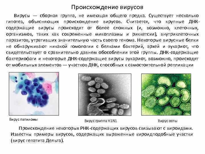 Гипотезы происхождения вирусов. Происхождение вирусов. Природа, происхождение и общая характеристика вирусов.. Вирусы биология 5 класс краткая характеристика.