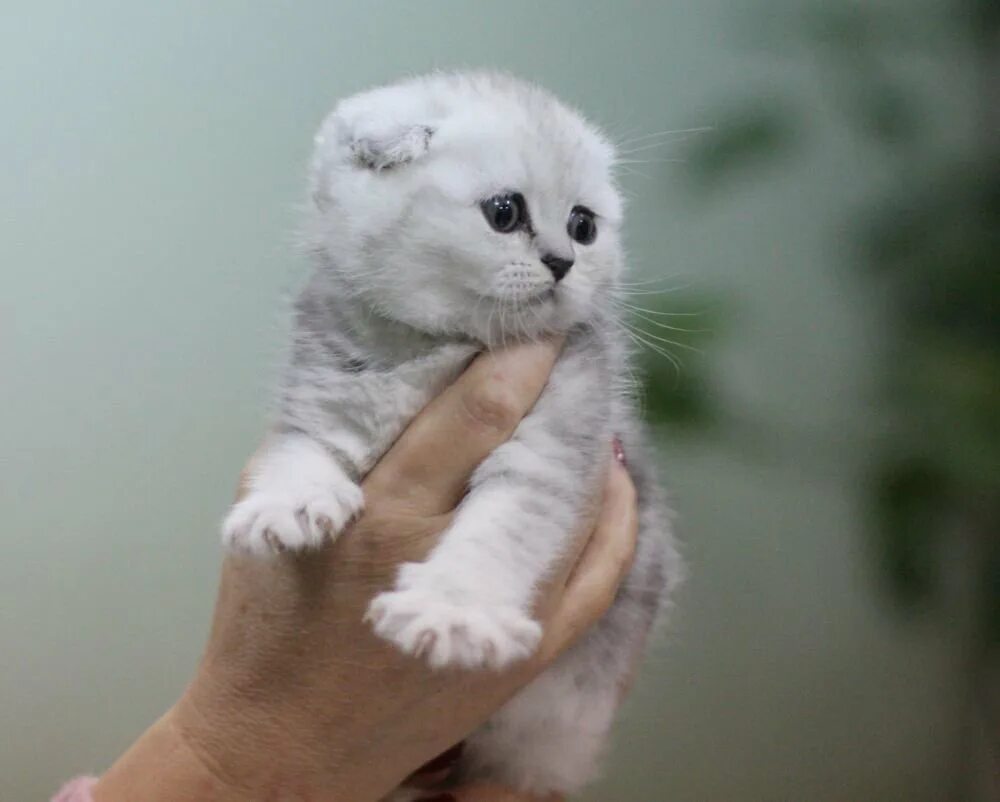 Шотландская вислоухая кошка шиншилла серебристая. Шотландская вислоухая скоттиш фолд шиншилла. Скоттиш фолд шиншилла. Шотландская вислоухая шиншилла. Шотландская вислоухая серебристая шиншилла.
