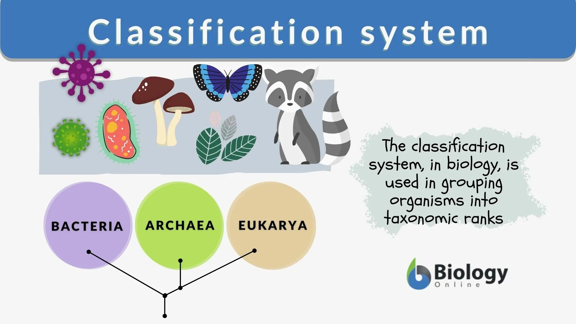 Classification systems. Таксономия биология. biological classification. classification paragraphs. classification paragraph examples.