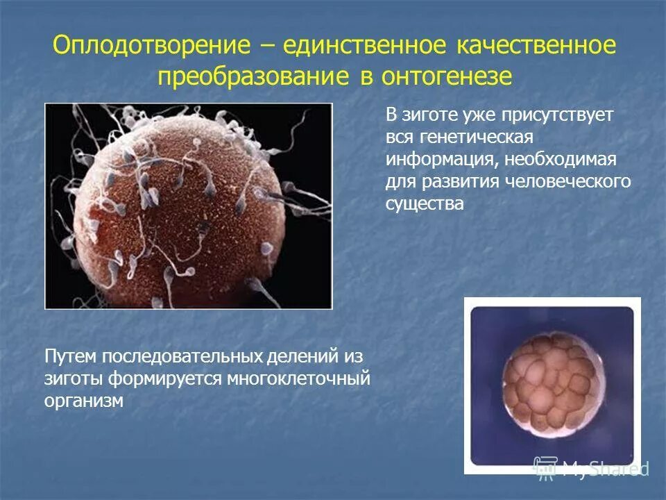 Зигота это оплодотворенная яйцеклетка. Этапы оплодотворения яйцеклетки. Образование и движение оплодотворенной яйцеклетки. Этапы оплодотворения у человека. Яичник зигота