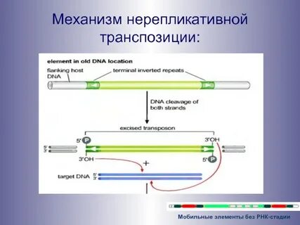 Правила транспозиции