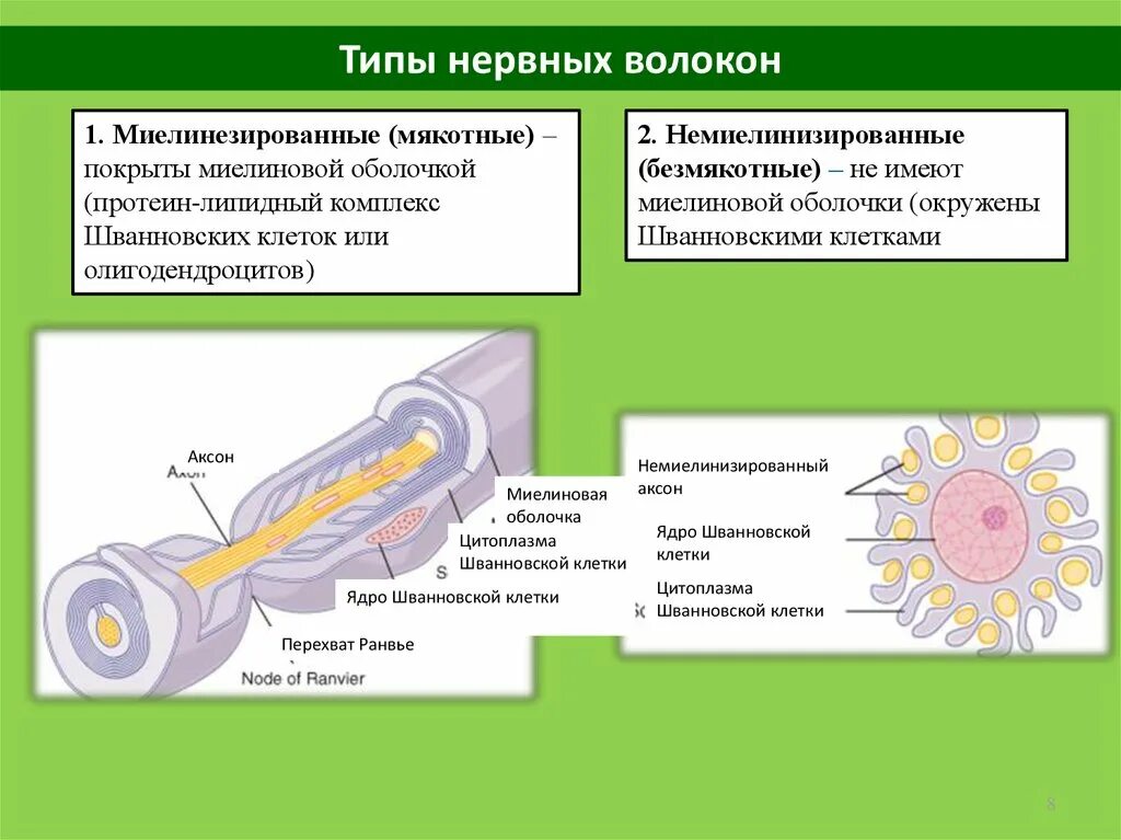 Миелиновая оболочка функции. Строение мякотного нервного волокна. Немиелинизированные волокна функции. Шванновские клетки и миелиновая оболочка. Строение миелинового нервного волокна.