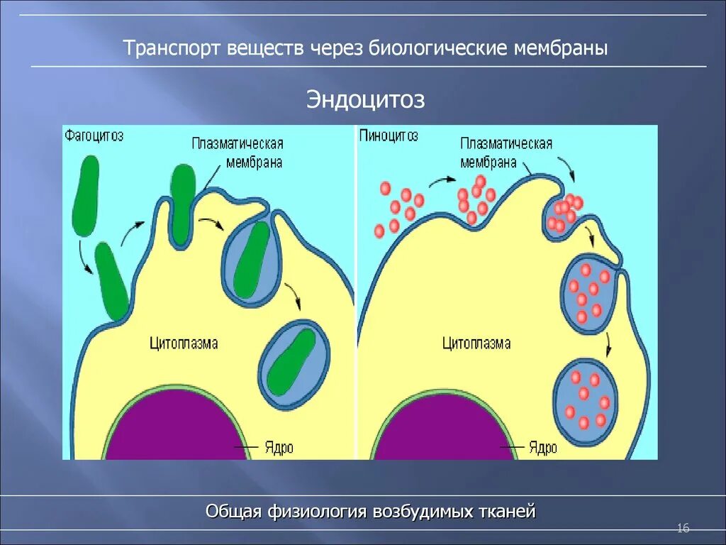 Какой функцией является пиноцитоз. Фагоцитоз и эндоцитоз. фагоцитоз пиноцитоз эндоцитоз экзоцитоз. плазматическая мембрана пиноцитоз. экзоцитоз и эндоцитоз плазматическую мембрану.