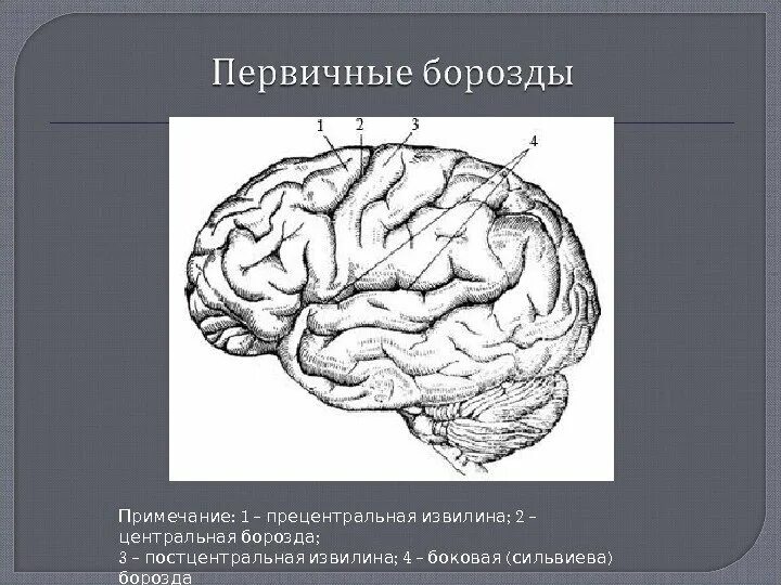 Борозды и извилины мозга человека. Сильвиева извилина. Боковая сильвиева борозда. Борозды Центральная и постцентральная. Постцентральная борозда и извилина.