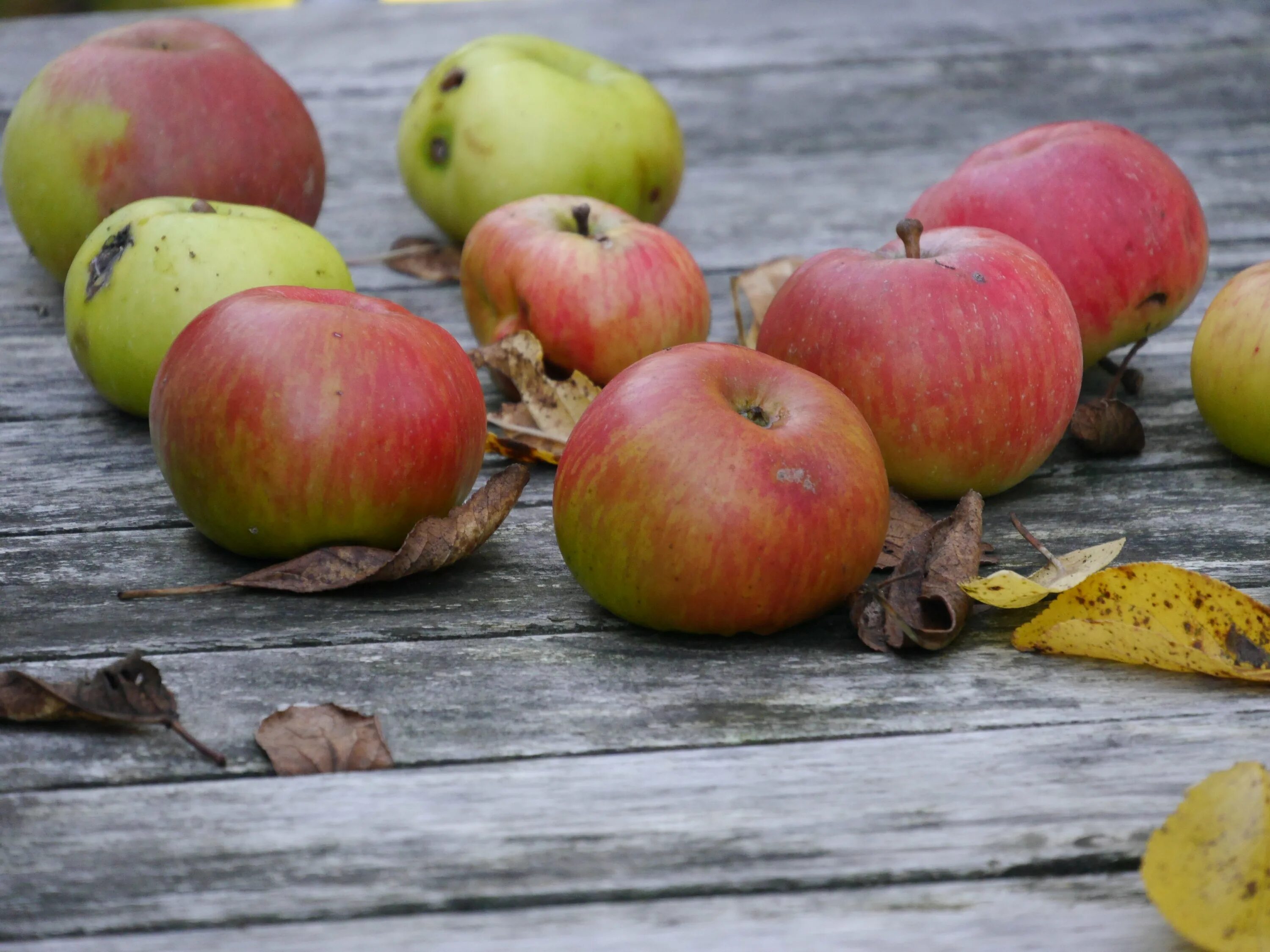Осенью с яблони собрали яблоки желтые зеленые. Штрифель яблоня. Яблоня Штрейфлинг. Штрифель яблоня фото. Яблоня анис полосатый.