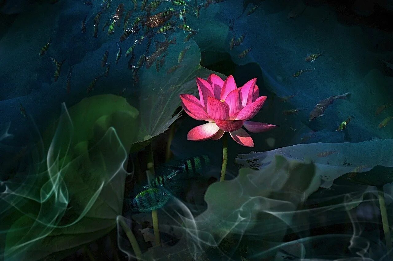 Загадочный лотос. Лотус цветок ночной. Kermesina Лотос. Лотус цветок арт. Кувшинки Лотос цветы лотоса.