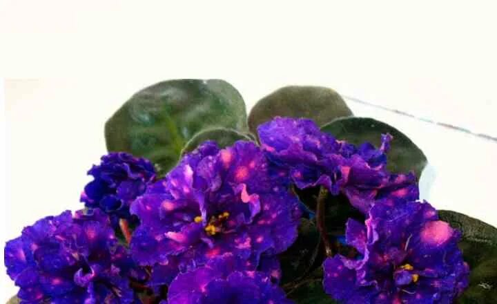 Н-яшма фиалка. Крокодил фиалка. Фиалка d12. Фиалка 18. Фиалка 18.