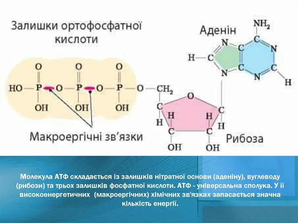 Атф состоит из остатков. Строение молекулы АТФ. Макроэргические связи в молекуле АТФ. АТФ молекула макроэргическая связь. АТФ молекулярное строение.