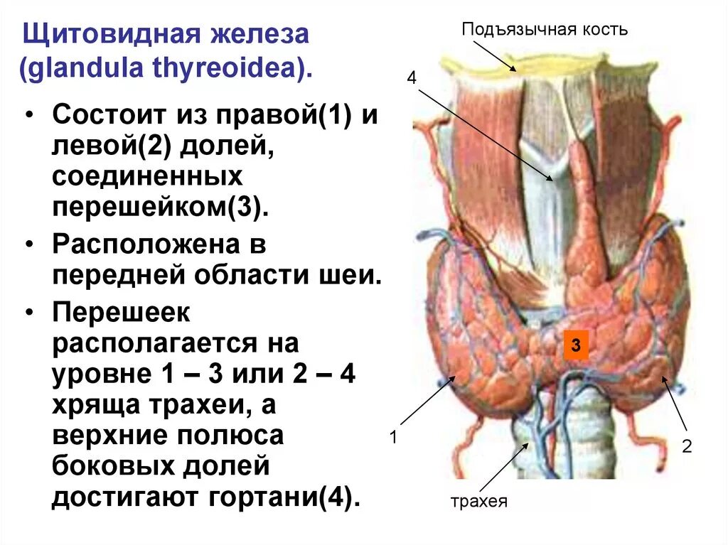 В какую систему входит щитовидная железа