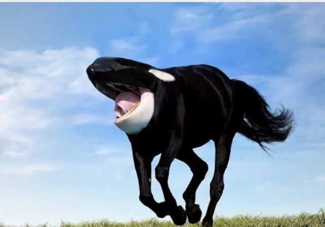 Dreadsteeds Dark horse, Horses, Horror themes