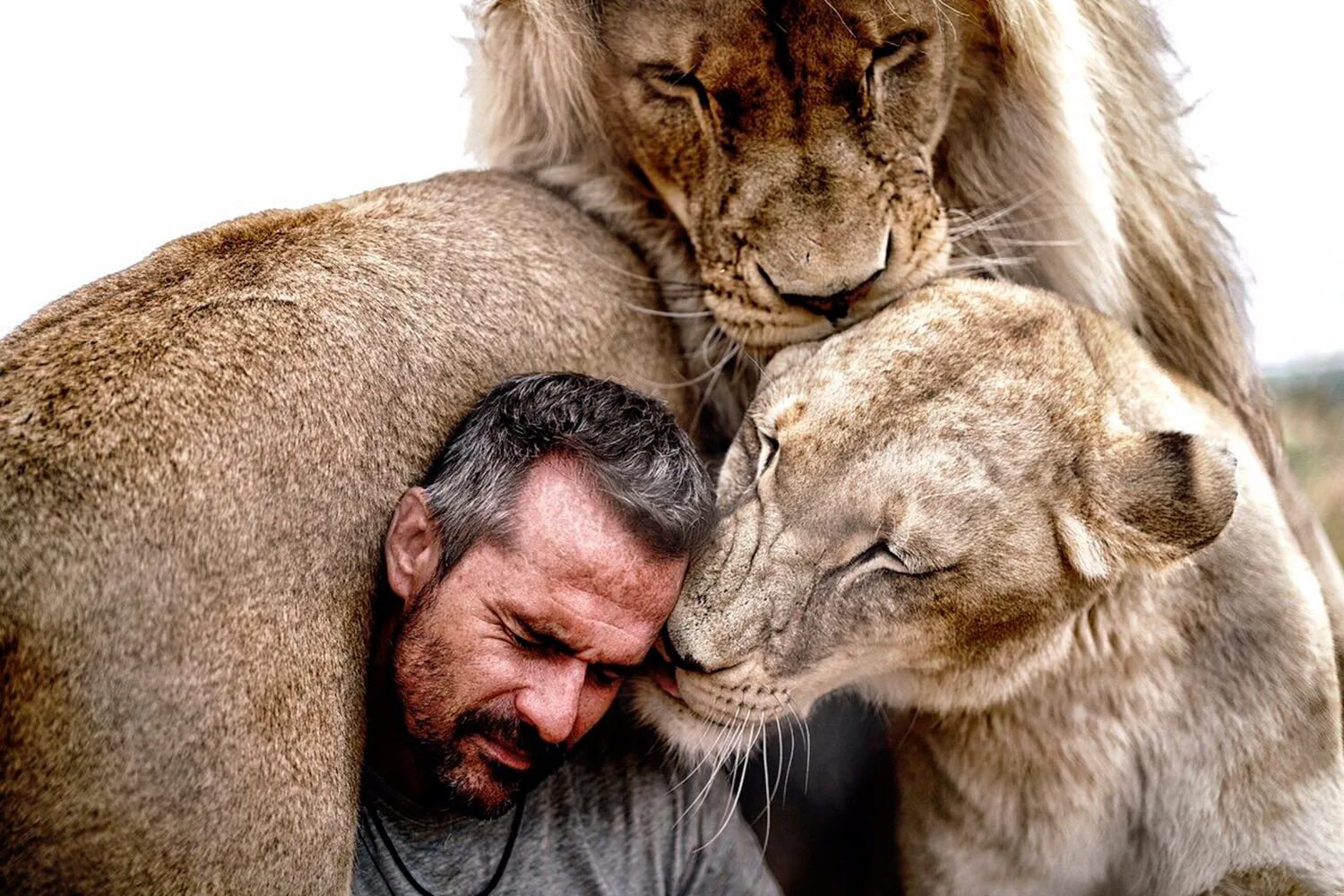 Животные обнимают. Кевин Ричардсон зоолог. Кевин Ричардсон и львы. Кевин Ричардсон Заклинатель Львов. Кевин Ричардсон бихевиорист.
