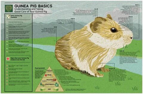 Guinea перевод