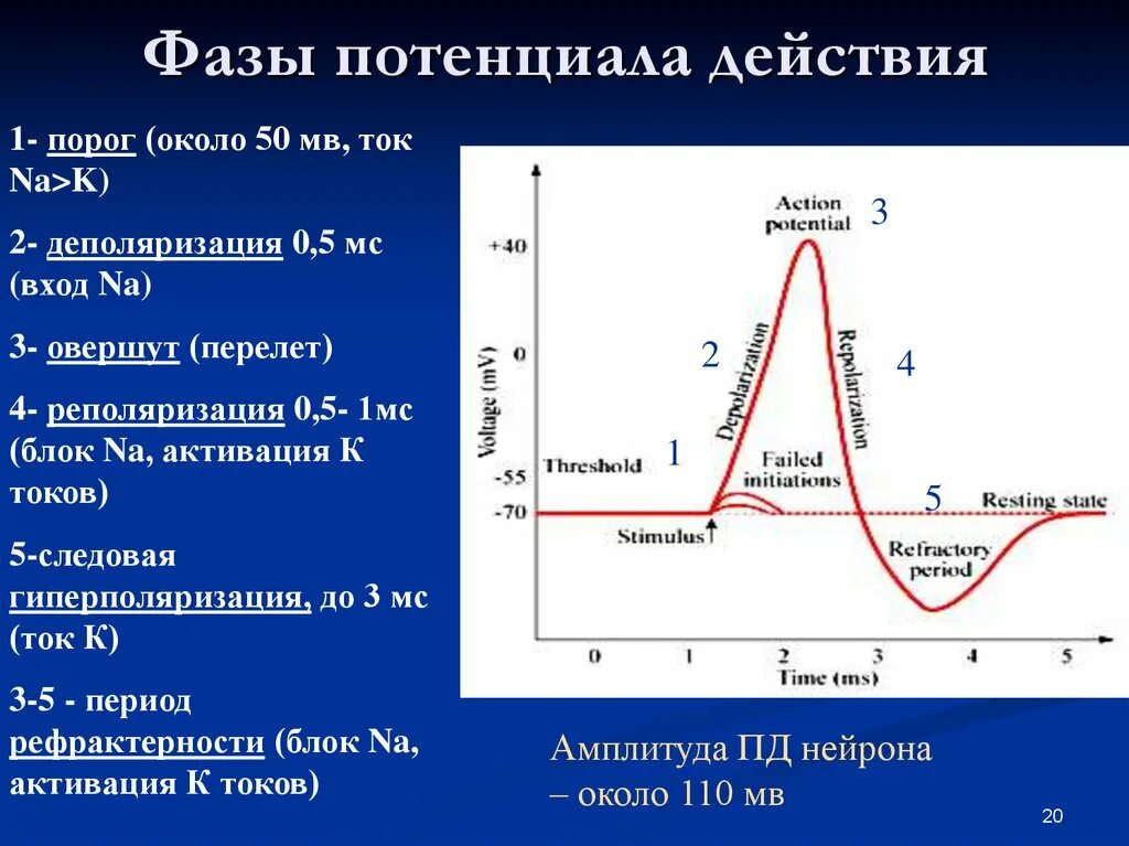 Потенциал действия физиология это. Фаза деполяризации потенциала действия. Схема потенциала действия фазы. Фазы потенциала действия овершут. Фазы потенциала действия физиология.