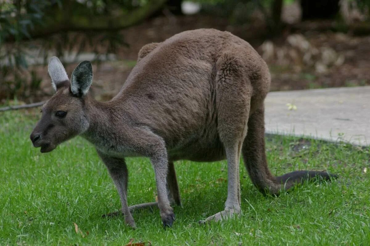 Западный серый кенгуру. Исполинский кенгуру. Серый Лесной кенгуру. Серый австралийский кенгуру. Кенгуру гранди