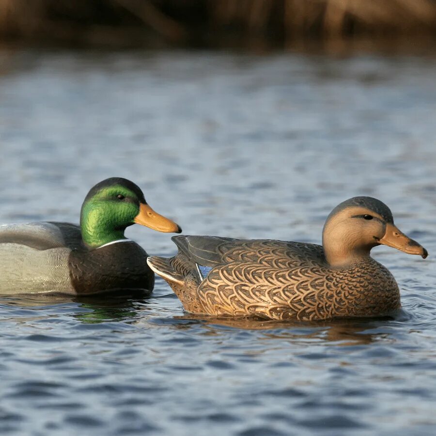 Кряква размер. Greenhead. размеры кряквы. утка серого цвета. чучело утка серая.