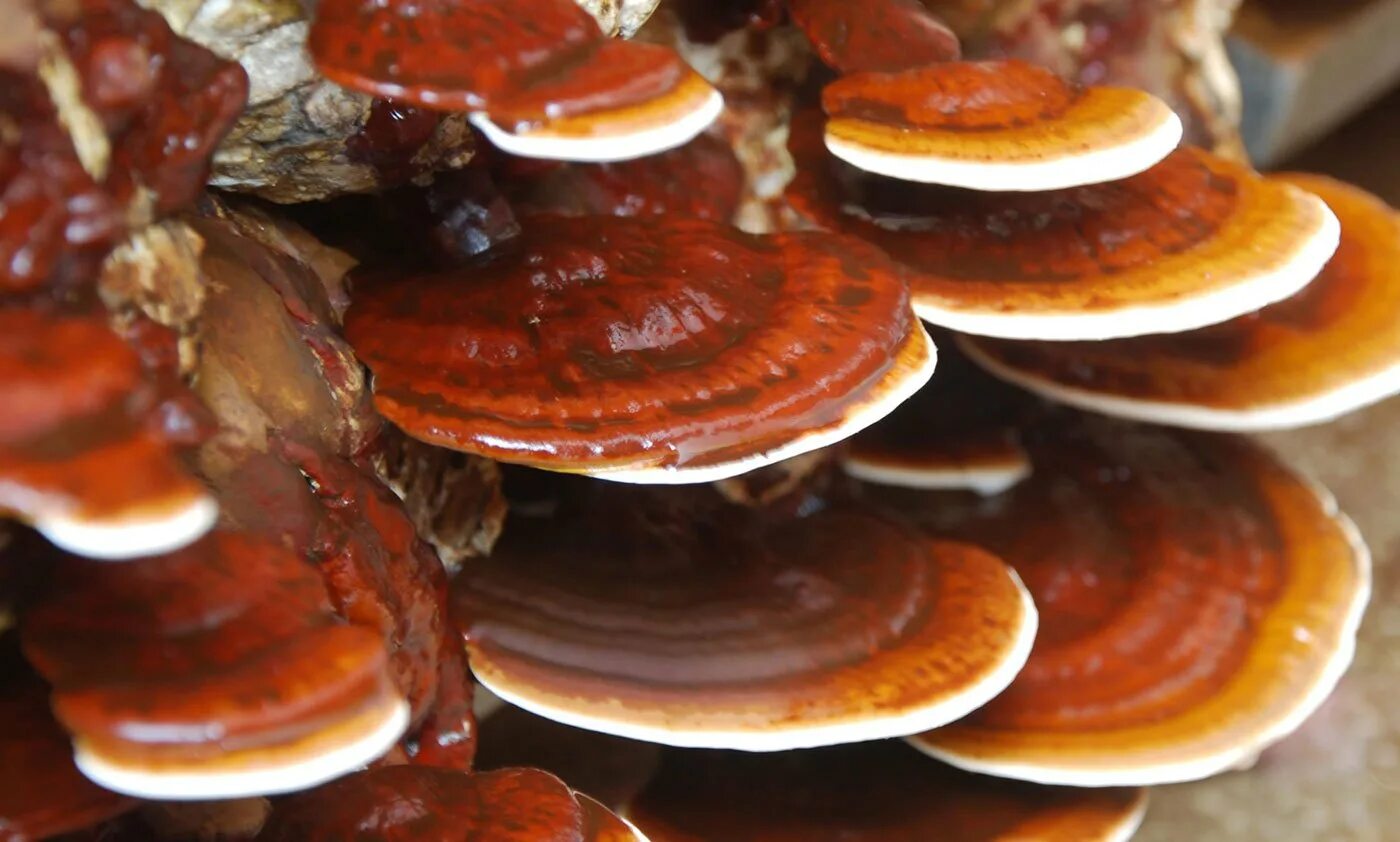 Ganoderma lucidum