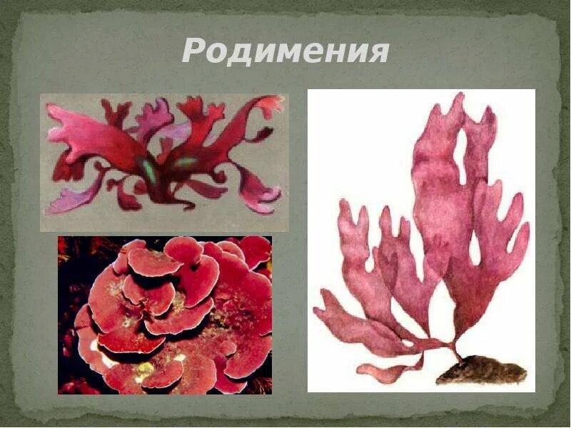 Красные водоросли родимения. Красные водоросли Филлофора. Порфира и родимения. Порфира водоросль и Филлофора.
