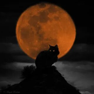 Кошка смотрит на луну