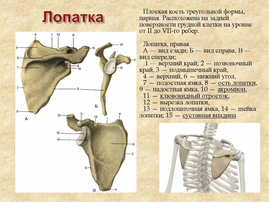 Строение грудной клетки с лопаткой. Лопатка плоская кость треугольной формы. Строение лопатки вид спереди.