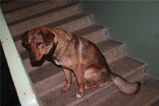 На улице жили щенки. Бродячие собаки в подъезде. Бездомная собака в подъезде.