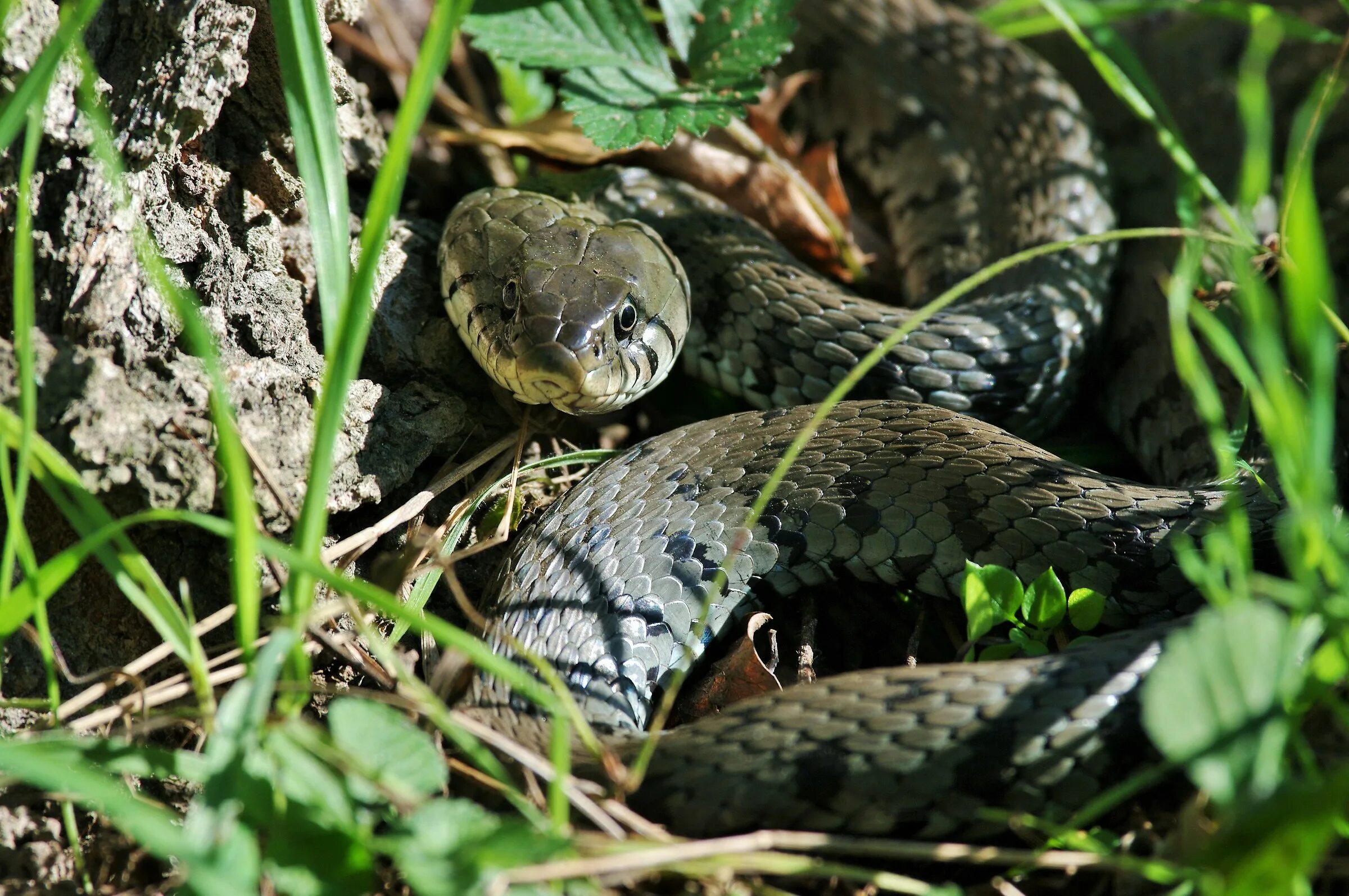 Grass snake. Обыкновенный уж Natrix Natrix. Змея уж обыкновенный. Уж обыкновенный ареал. Обыкновенный уж Ужеобразные.