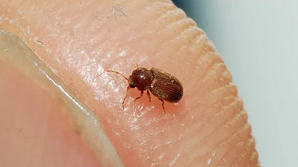 домашние жучки. домашние жучки. жук кожеед на подоконнике маленький. жучок мукоед. жучки кожееды.