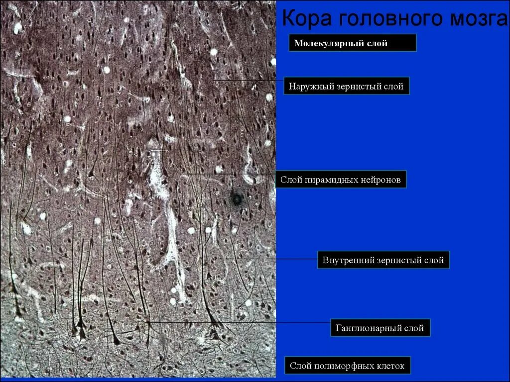 Слои коры полушарий