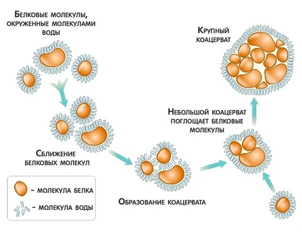 Коацерватная гипотеза. Коацерватная теория возникновения жизни. Схема возникновения жизни. Схема образования коацерватов. Жизнь возникла в первичном