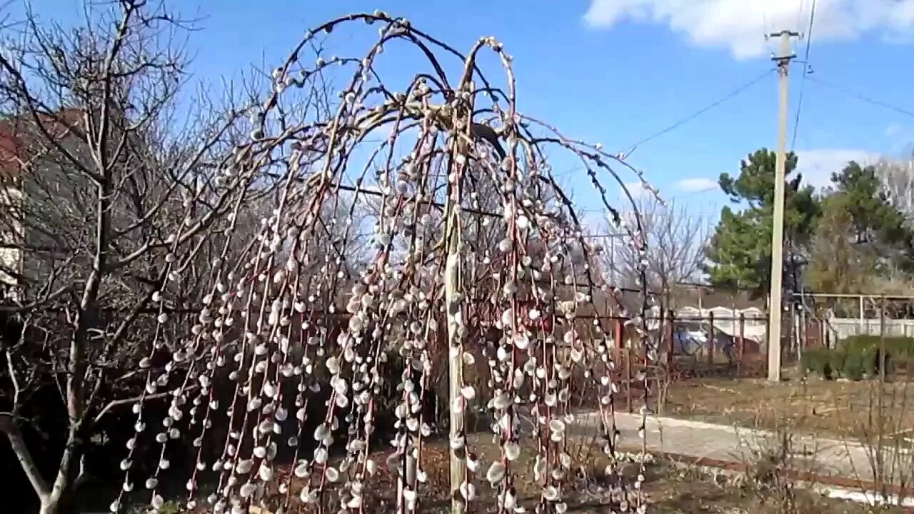 Можно ли сажать вербу. Кустарник Ива Верба. Куст вербы. Ива краснотал. Верба краснотал.