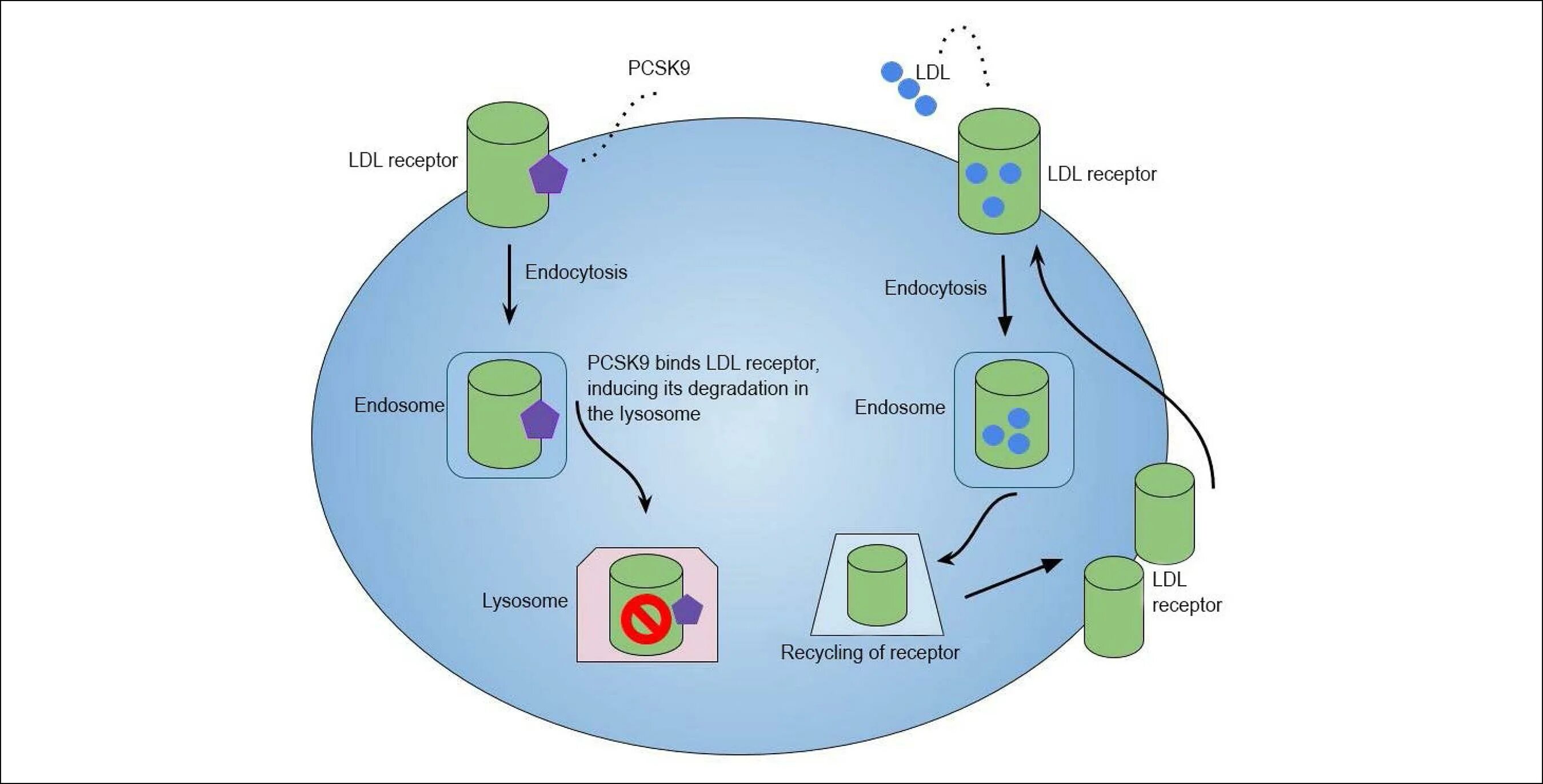 Pcsk9 биохимия. Pcsk9 мутации. Блокатор белка pcsk9. Ингибиторы pcsk9