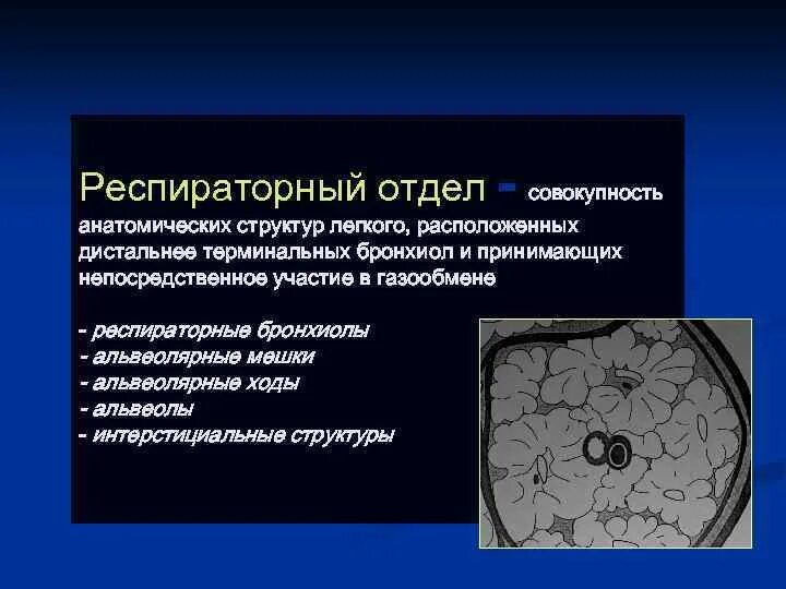 Респираторный отдел легких. Респираторный отдел легкого. Строение респираторного отдела. Строение респираторного отдела легкого. Респираторные отдеоы легкие.