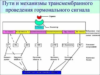Механизм сигналов