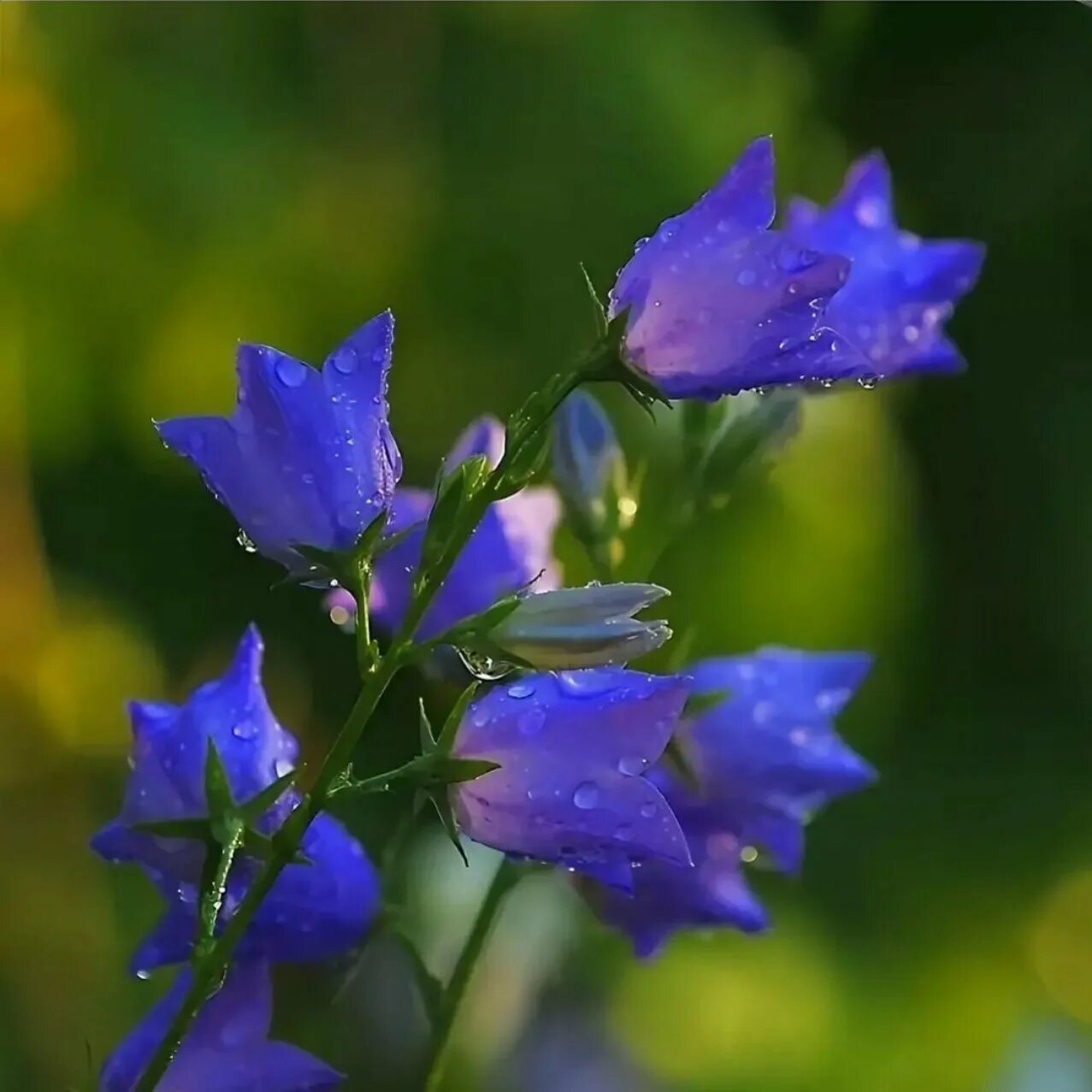 Колокольчики красивое фото. Колокольчик campanula. Колокольчик узколистный. Колокольчик узколистный. Колокольчик (кампанула) широколистный.